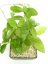 Hoya elliptica Philippines