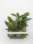 Hoya chimera gps 10225