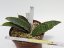Sansevieria mafinga CG163.1  No.13