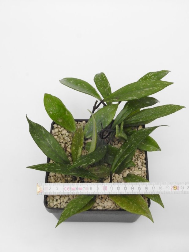 Hoya chimera gps 10225