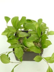 Hoya Nathalie