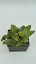 Hoya sulawesi 8867