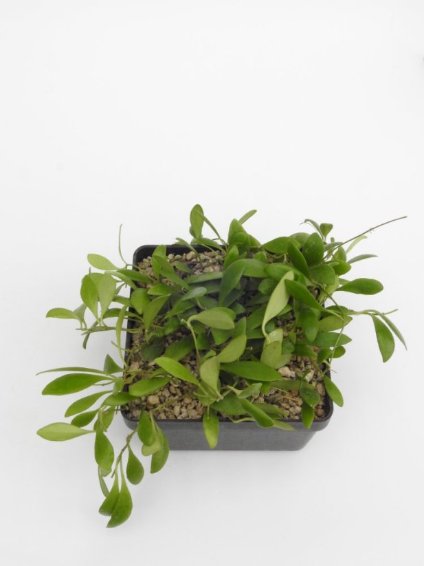 Hoya pallilimba