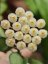 Hoya krohniana black