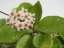 Hoya carnosa round leaf