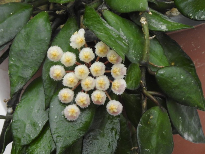 Hoya krohniana black