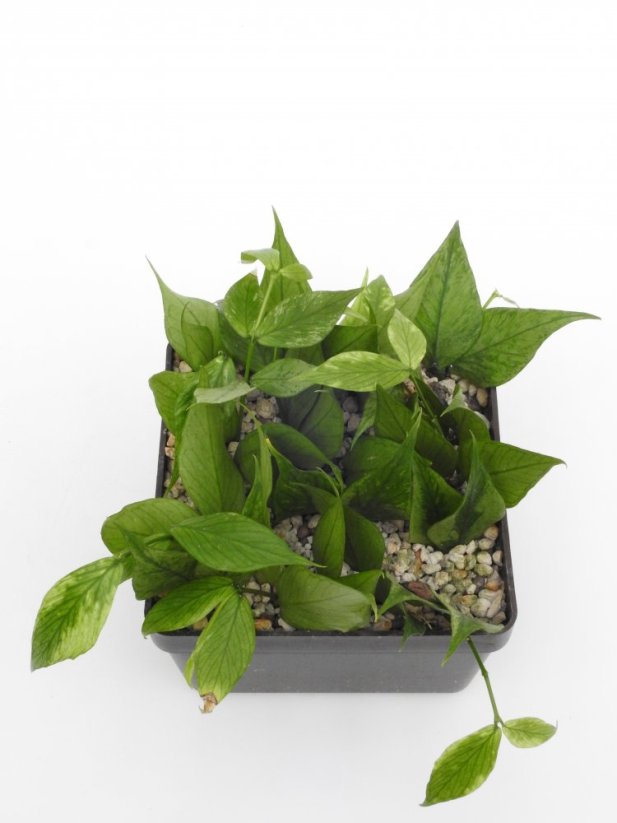 Hoya polyneura