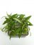 Hoya gracilis