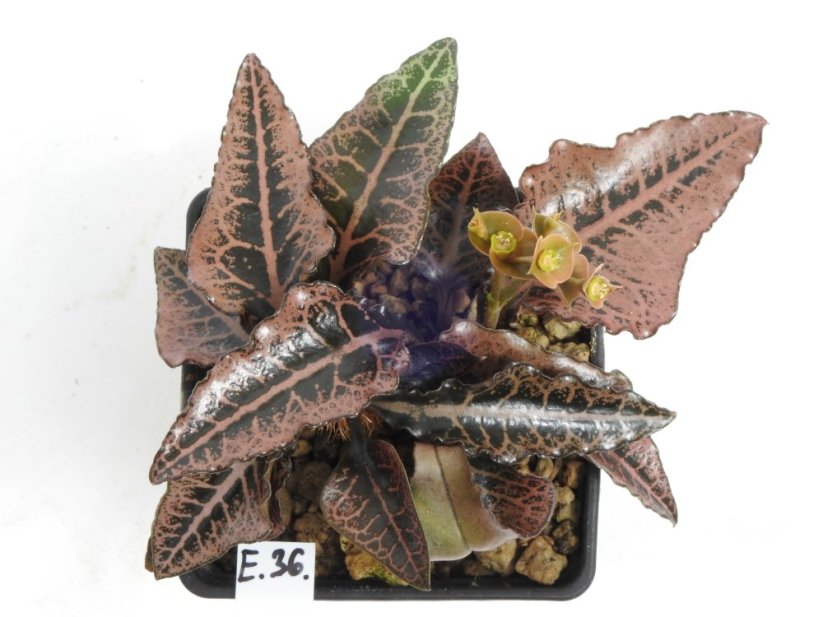 Euphorbia francoisii hybrid  No.36