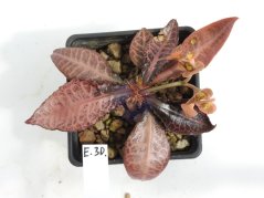 Euphorbia francoisii hybrid  No.30