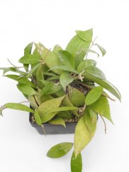 Hoya amoena