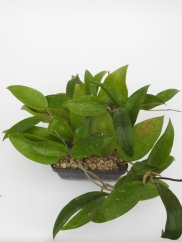 Hoya rigida pink flowers epc 605