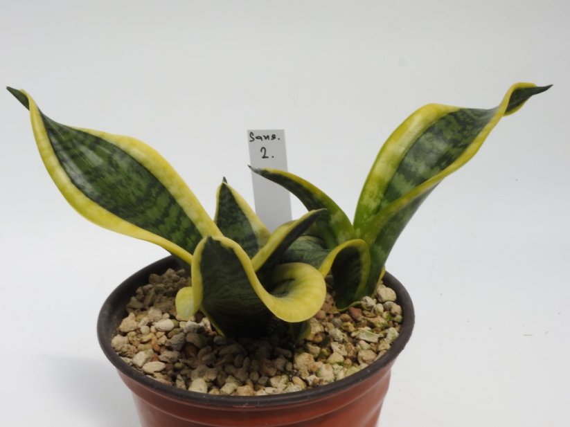 Sansevieria trifasciata twisted sister  No.2