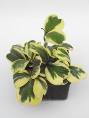 Hoya Kerrii Variegata