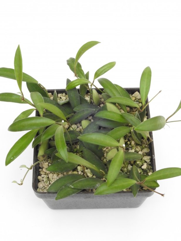 Hoya anncajanoae
