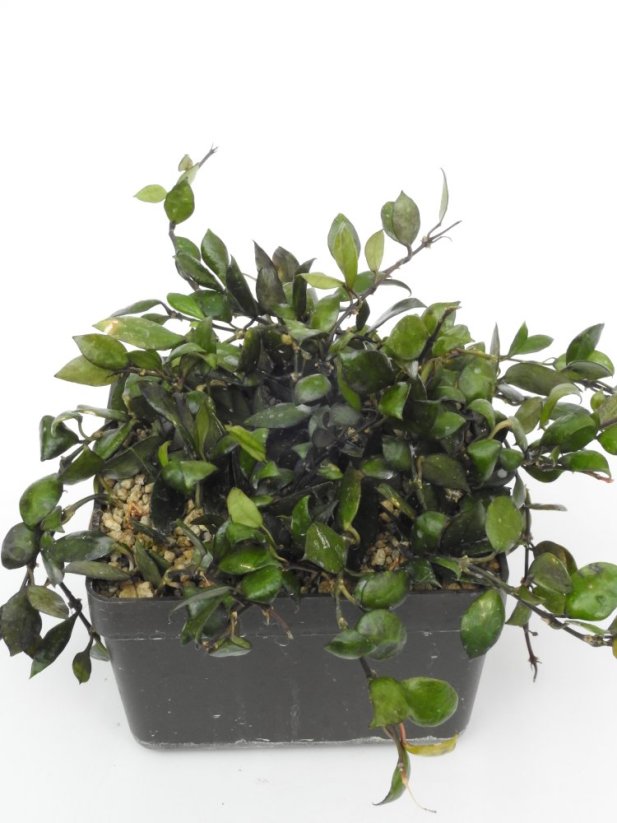 Hoya Lacunosa Black Queen