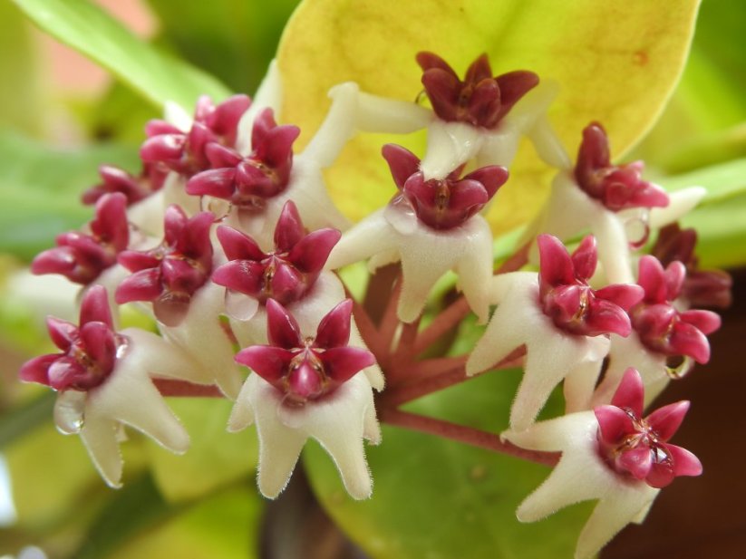 Hoya patricia
