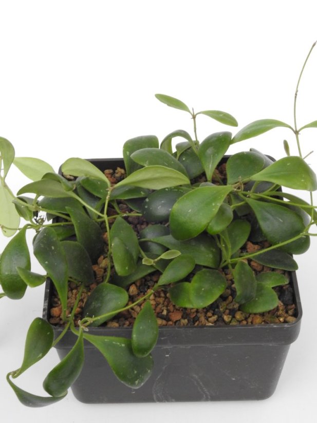 Hoya Isabel Chanae