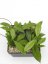 Hoya crassipetiolata