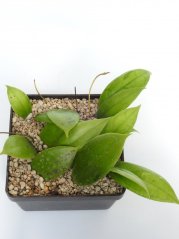 Hoya Juannguoiana