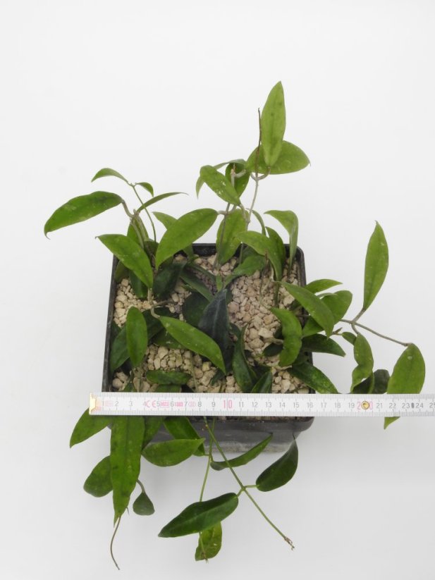 Hoya padangensis