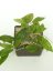 Hoya Nong Nooch IML 1541