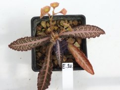 Euphorbia francoisii hybrid  No.20
