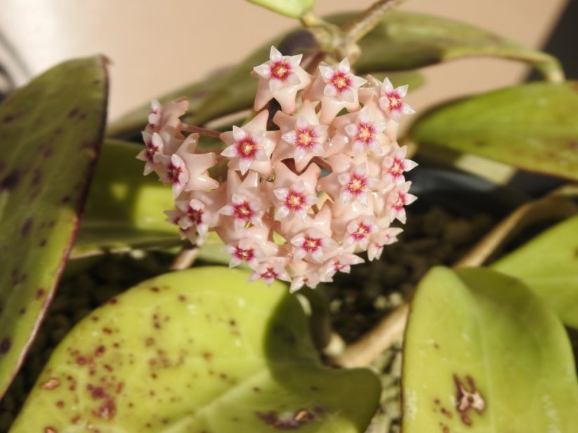 Hoya noid