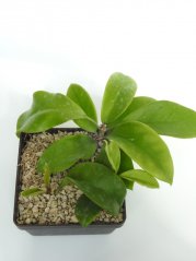 Hoya monetteae