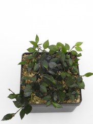 Hoya krohniana black