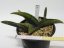 Sansevieria fischeri  No.3