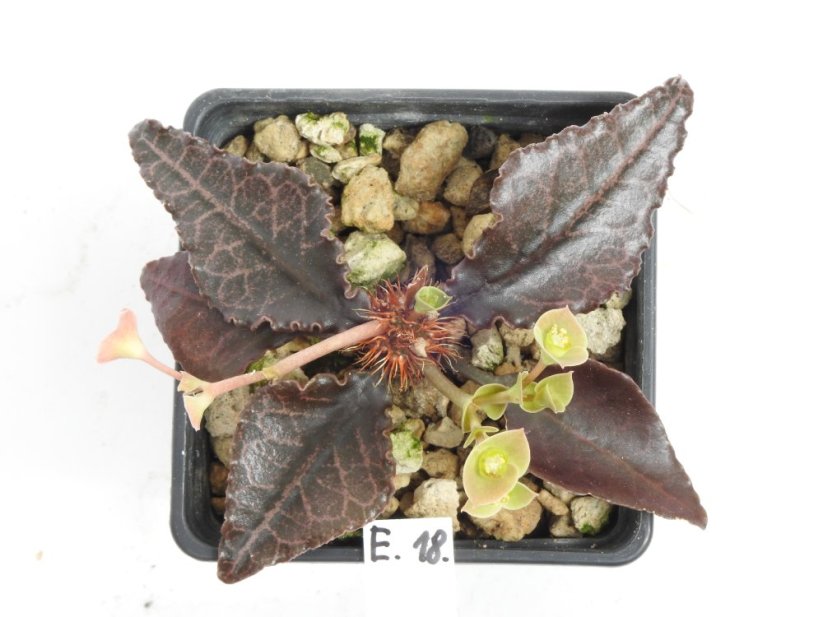 Euphorbia francoisii hybrid  No.18