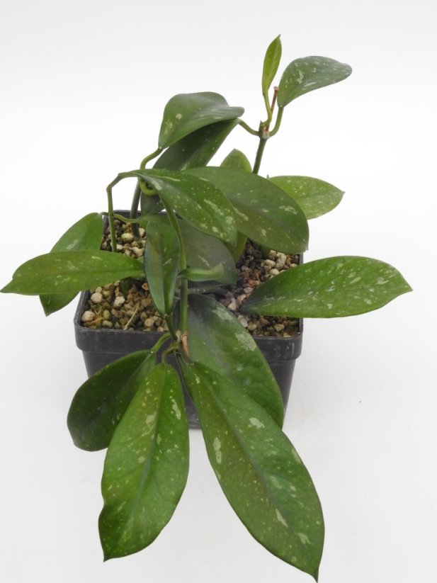 Hoya Gonoloboides