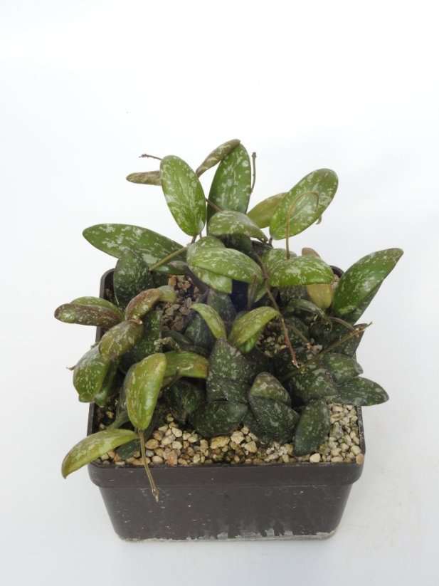 Hoya Sigilatis Big Leaf