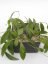 Hoya EPC 269 Red Leaves