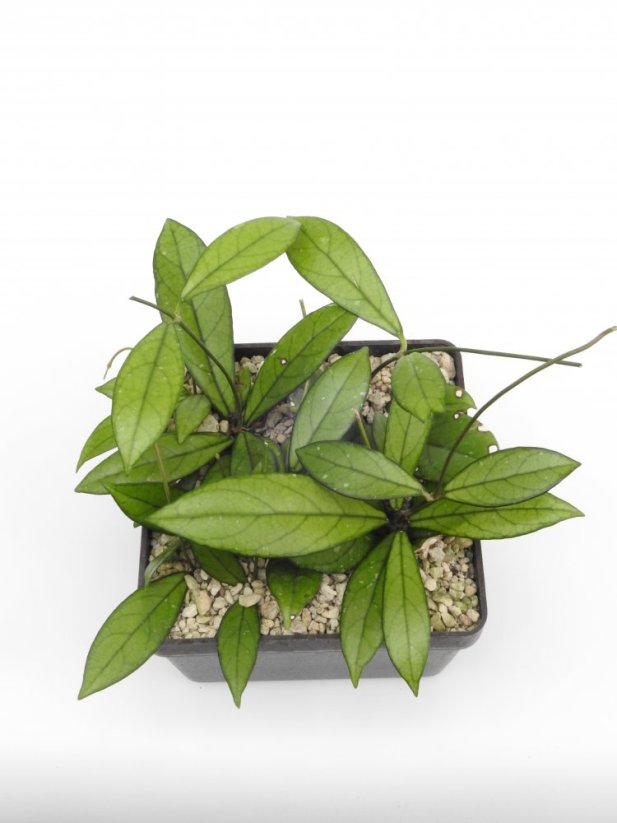 Hoya crassipetiolata