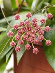 Hoya gracilis
