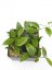 Hoya dasyantha