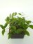 Hoya Spearmint