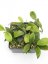 Hoya Sp. Palavan