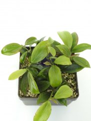 Hoya Sp. Palavan