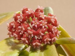Hoya ilagiorum