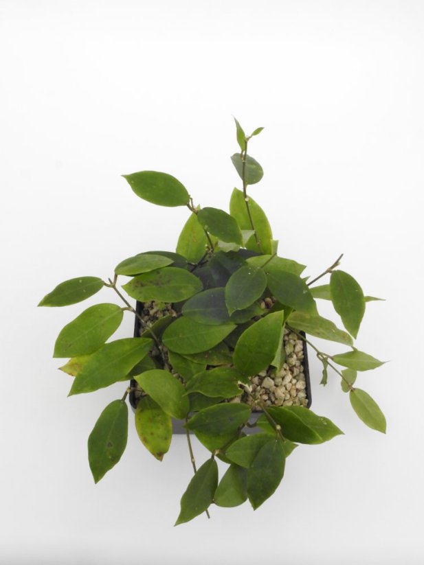Hoya patricia
