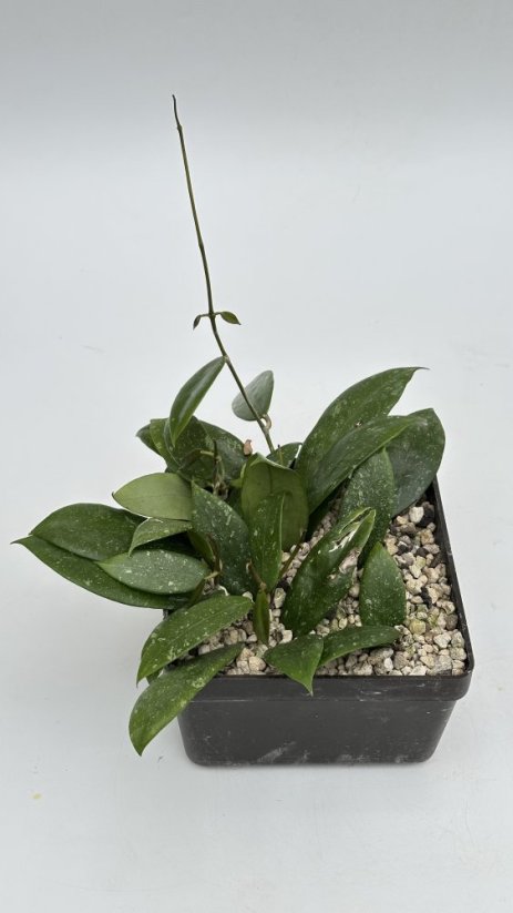 Hoya sp. Davao Phil