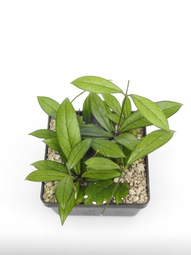 Hoya crassipetiolata