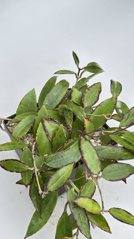 Hoya aff. Acuta EPC 759