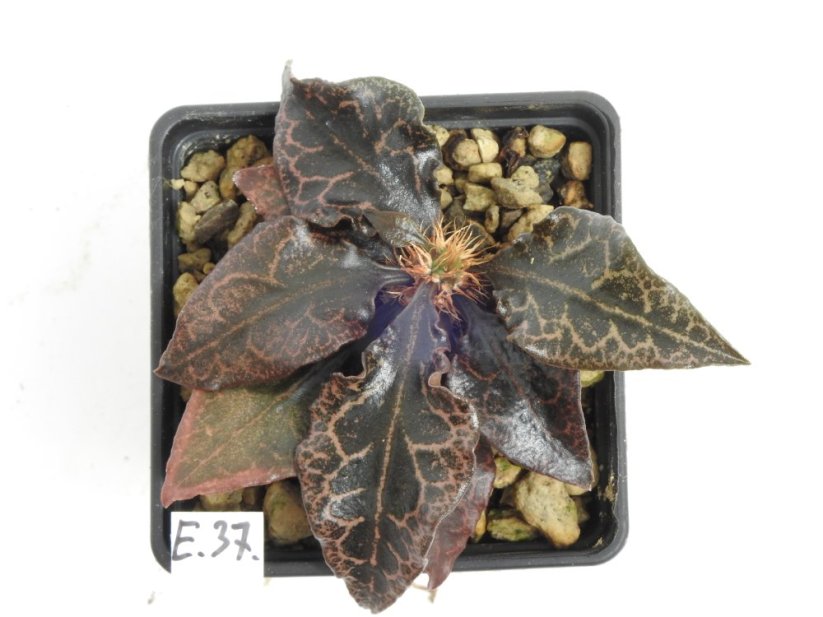 Euphorbia francoisii hybrid  No.37