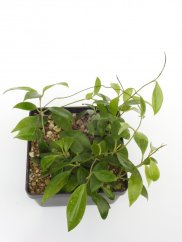 Hoya limoniaca