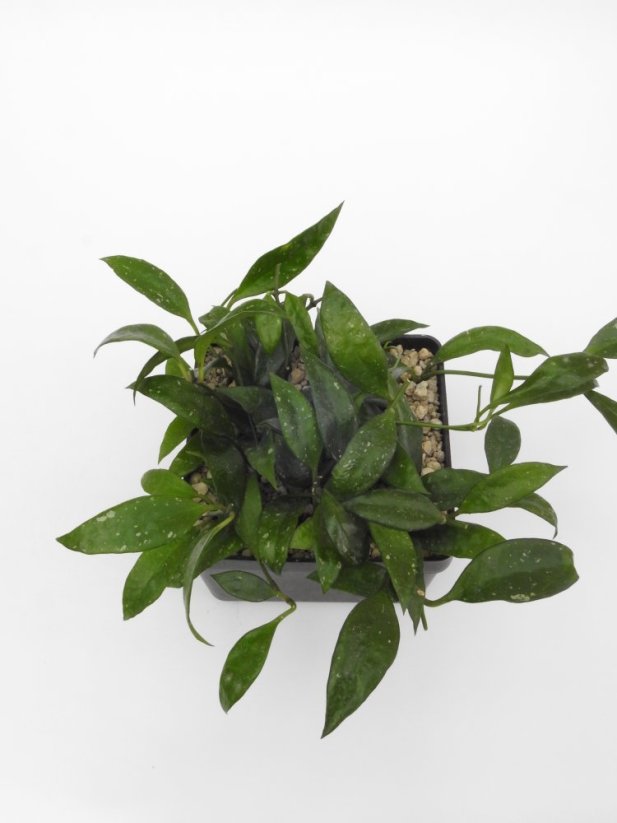 Hoya plicata