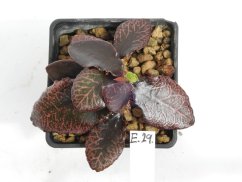 Euphorbia francoisii hybrid  No.29